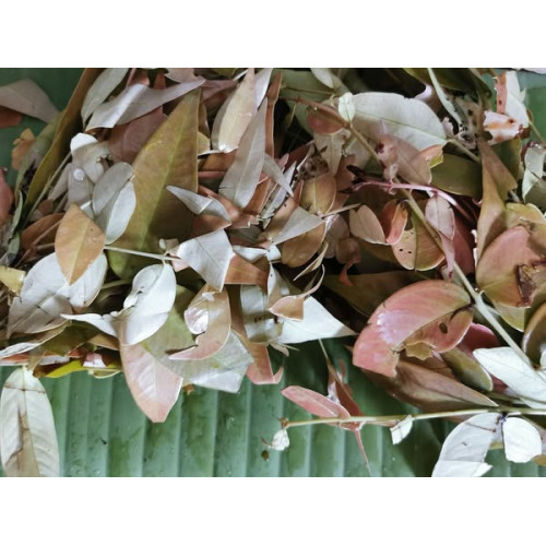 Pak Mek / Bamboo Shoot Yellow 100g