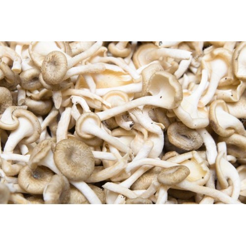 Lentinus / Kon Kaw Mushroom 100g
